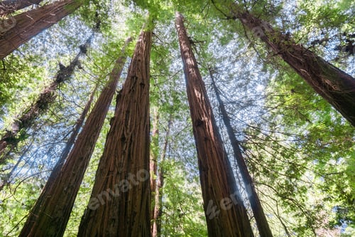 Preview: Redwood forest, Pescadero Creek County Park, San Francisco bay, California