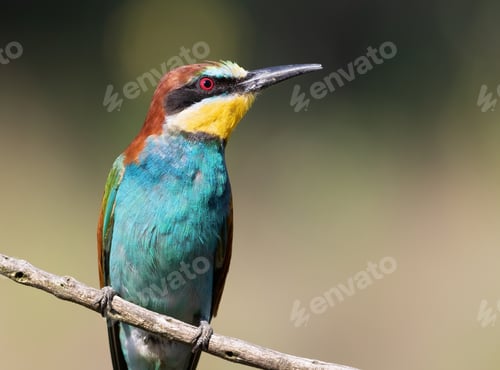 Preview: European bee-eater, Merops apiaster. A bird sits on a branch. Сlose-up