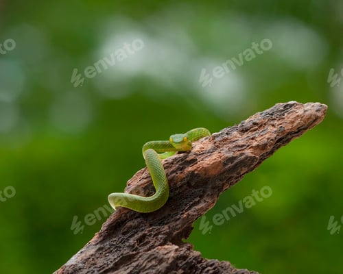 Preview: Green Mangrove Pit Viper Snake Purpureomaculatus on a Tree