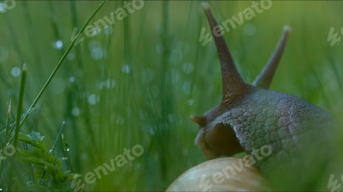 Preview: Large snail in grass with dew. Creative. Close-up of beautiful snail on background of green grass