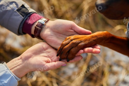 Preview: Two hands family and dog's paw- woman, man and doberman