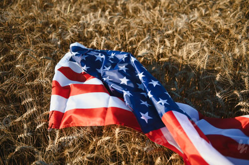 Preview: USA American flag spreaded on the golden wheat field.