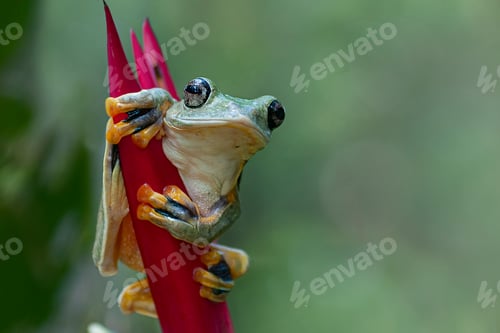 Preview: Tree Frogs Flying Frogs on Heliconia