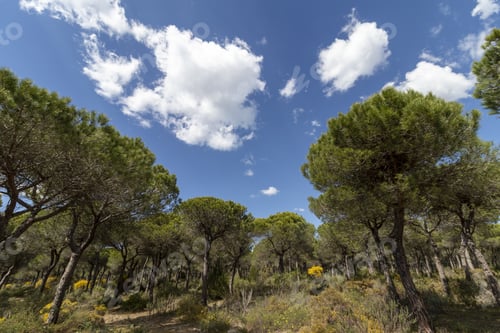 Preview: Low angle shot of green trees on a cloudy sky background