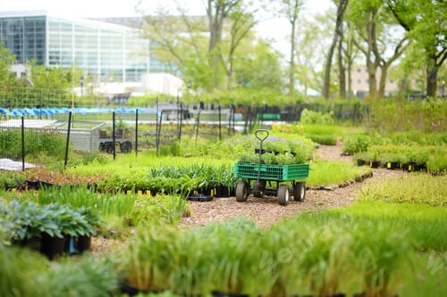 Preview: Community kitchen garden. Flower pots with plants in vegetable community garden. Lessons for kids