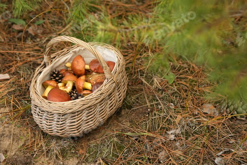 Preview: Basket full of fresh boletus mushrooms in forest