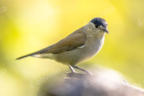 Preview: Eurasian blackcap on bright green background