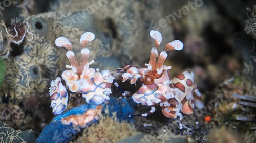 Preview: Amazing underwater world, Underwater world scene.