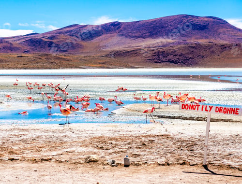 Preview: Flamingos In Eduardo Avaroa Reserve Lagoon