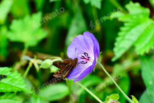 Preview: Closeup of a Clouded Skipper butterfly on Rozanne geranium in a summer garden