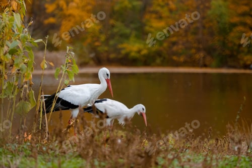 Preview: Two Storks On Lake Shore