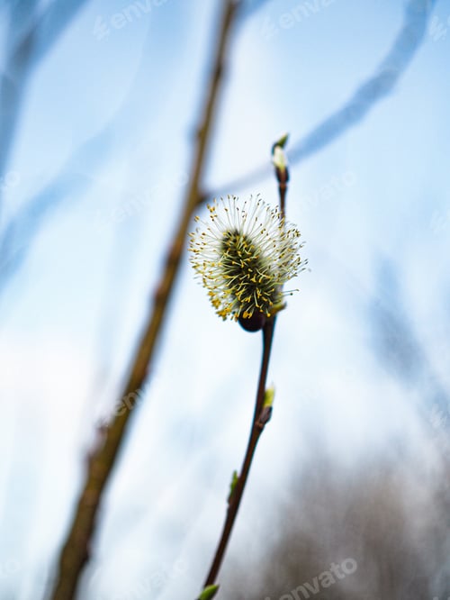 Preview: Spring macro