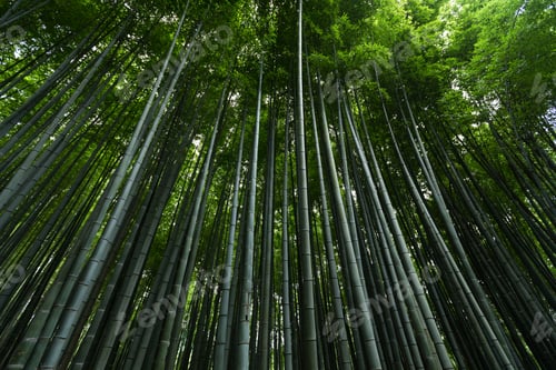 Preview: Japan bamboo forest