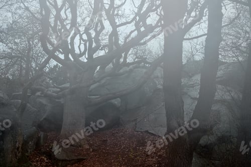 Preview: Foggy forest