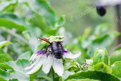 Preview: bombus atratus, pauloensis, black manganga or paramo bumblebee (abejorro negro), flower pollination