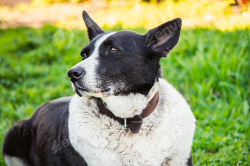 Preview: Domestic dog looks into distance. Pet is resting in nature and lies on spring grass.