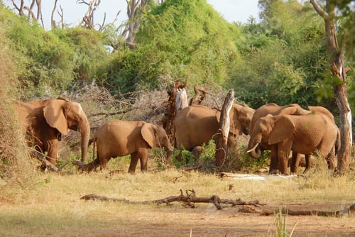 Preview: Herd of african elephants eating bush