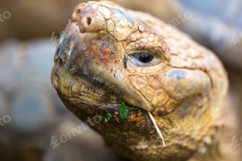 Preview: Head of Tortoise, Costa Rica
