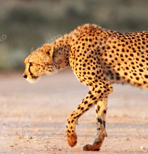 Preview: A Beautiful wildlife in the World
