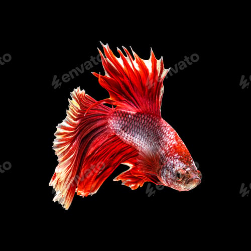Preview: Movement beautiful of colorful siamese betta fish or half moon betta splendens fighting fish