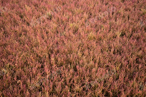 Preview: Field with red salicornia europa on delta of river evros, Greece