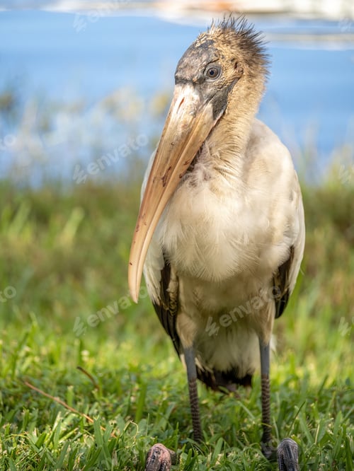 Preview: Photo of a Wood Stork which is one of Florida's signature wading birds