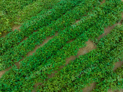 Preview: Growing organic sweet potatoes. Organic farming