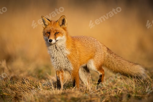Preview: Adult fox with clear blurred background at sunset