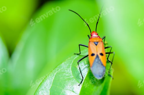 Preview: Red Cotton Bug (Dysdercus cingulatus)