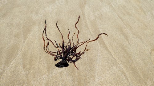 Preview: Seaweed on sand background