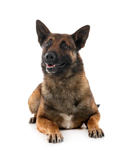 Preview: malinois in studio