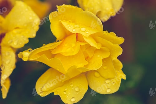 Preview: Pistils yellow flower blossom with rain drops close up