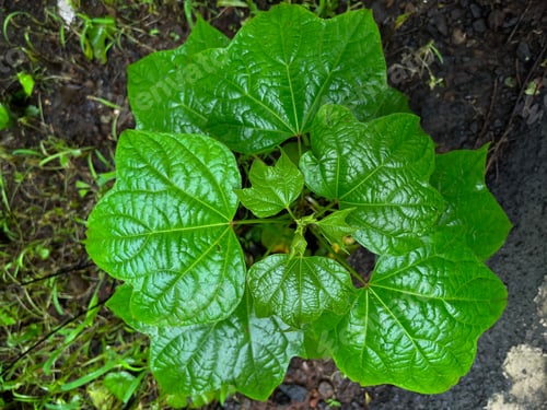 Preview: Closeup top view of green cucumber leaves in a home garden