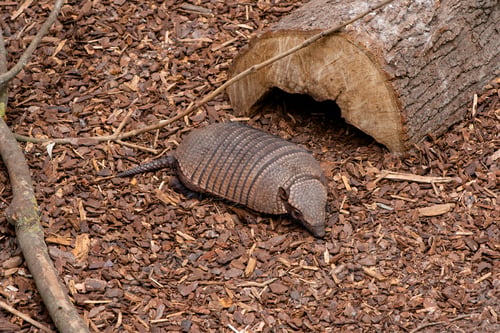 Preview: Cute armadillo sits on sawdust near lying big wooden trunk