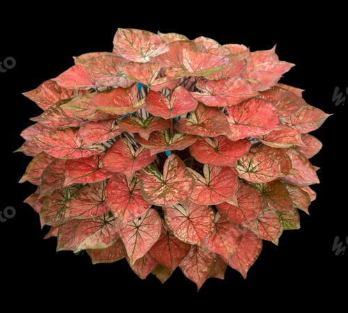 Preview: Beautiful colorful caladium on Black background isolate with clipping path. Queen of the leaves plan
