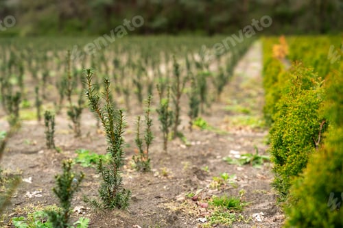Preview: A plantation of young conifer trees