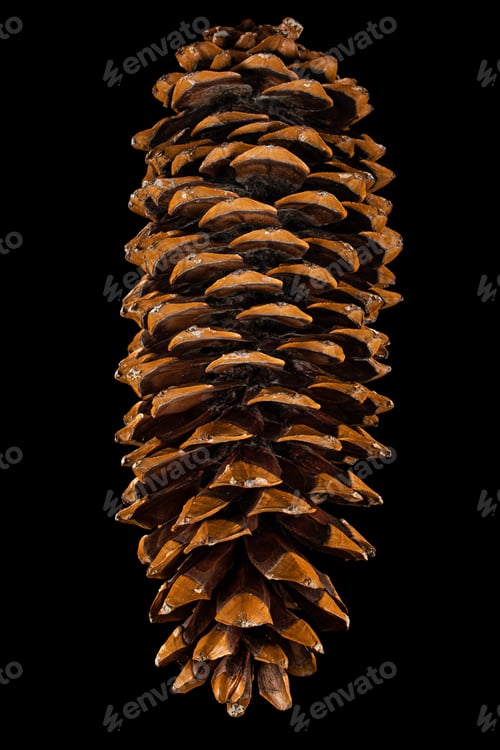 Preview: Big sequoia cone, isolated on black background