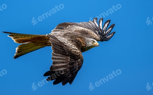 Preview: Majestic red kite soaring in the clear blue sky