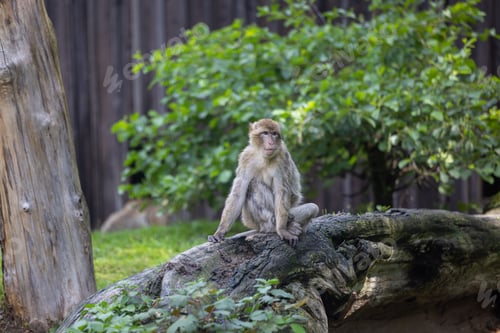 Preview: a small monkey sitting on a log in the grass with some trees
