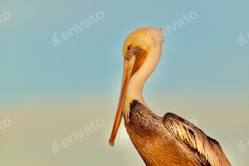 Preview: Pelican portrait against a blue sky at the ocean