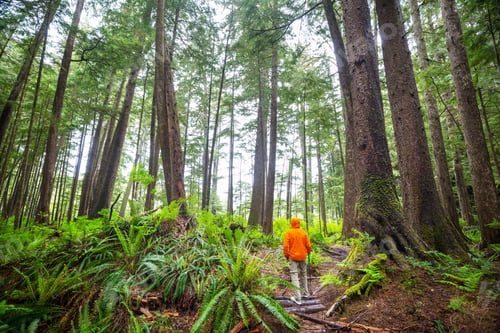 Preview: Hike in the forest