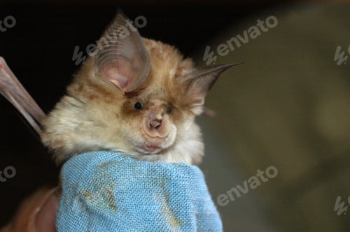 Preview: Chiropterologist Holding and Studying a Bat in his Hands