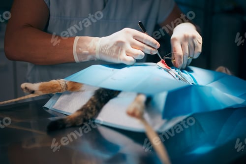 Preview: Cat in animal clinic