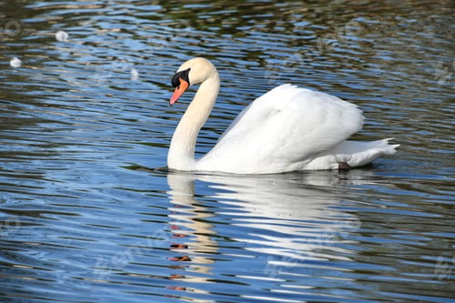 Preview: Swan in water with a reflection