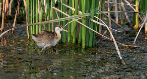 Preview: Lesser jacana (Microparra capensis) in its natural habitat