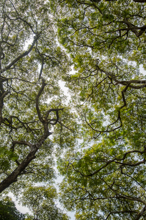 Preview: Treetop