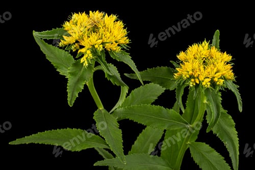 Preview: Inflorescence of yellow rhodiola rosea flowers, isolated on white background