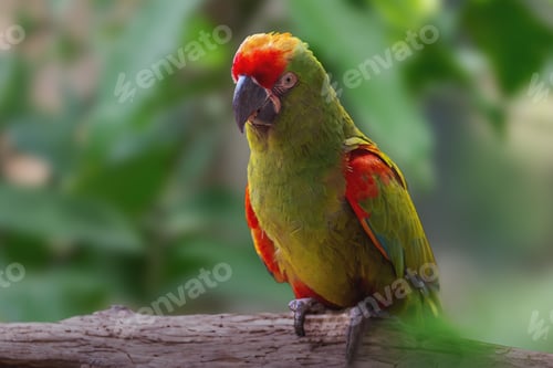 Preview: Red-fronted Macaw parrot (Ara rubrogenys)