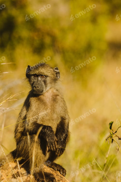 Preview: Monkey