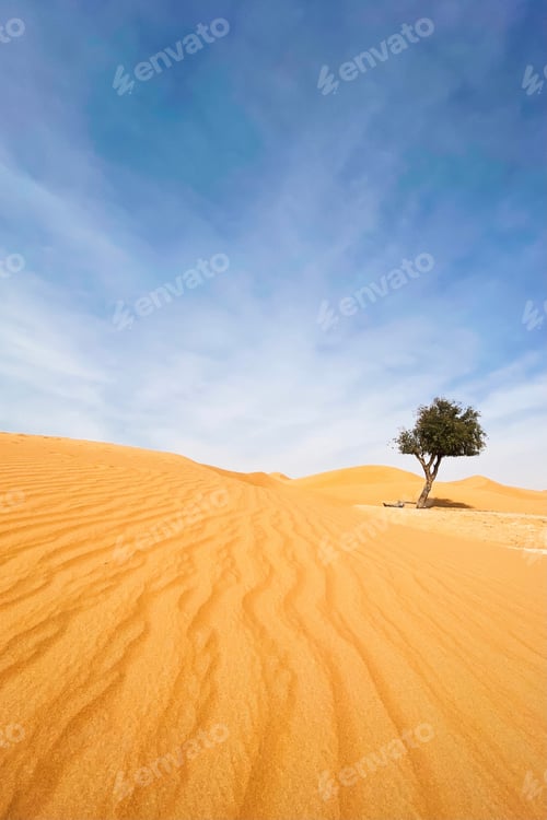 Preview: Vegetation in a desert landscape. Abandoned tree in the desert dunes.